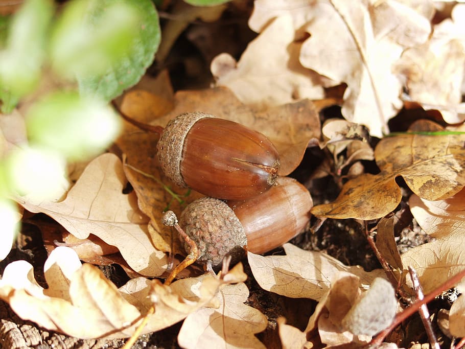 Acorns, Brown, Fallen, Chappell, Ground, leaves, nature, autumn HD wallpaper