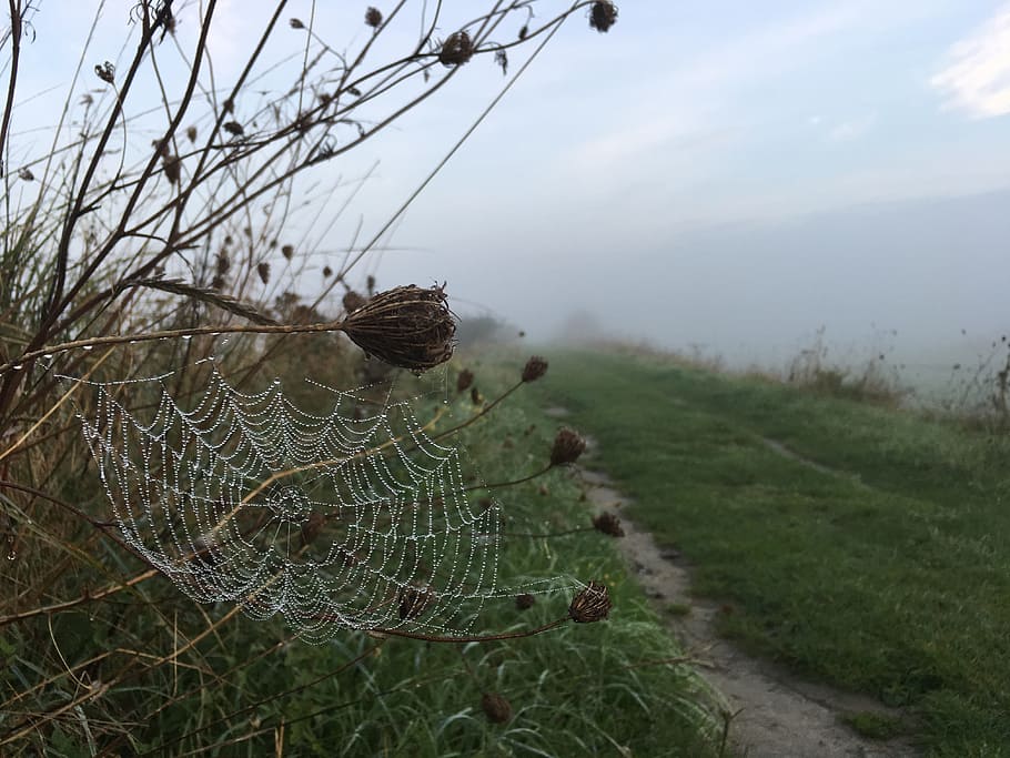 fog, grass, cobweb, morgenstimmung, meadow, grasses, landscape HD wallpaper