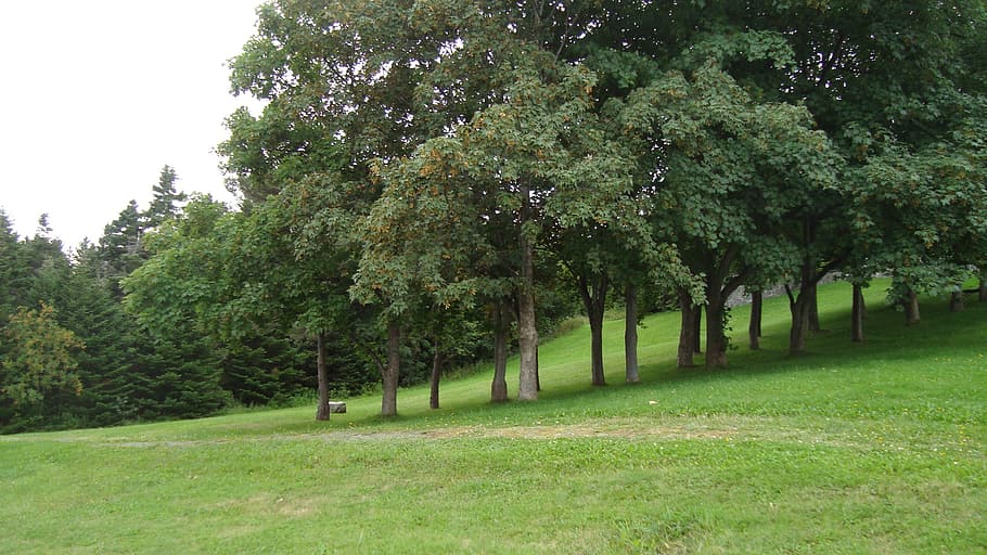 background, trees, grass, green, plant, green color, growth HD wallpaper