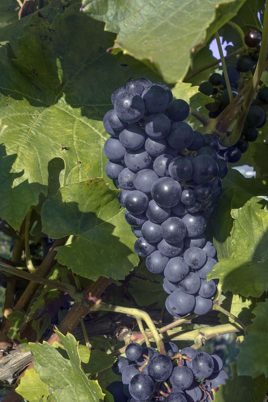 grapes, grapevine, wine, vines, winegrowing, fruit, nature, HD wallpaper