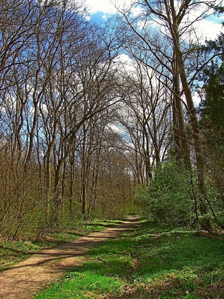 spring, april, may, landscape, forest, grass, greens, tender HD wallpaper