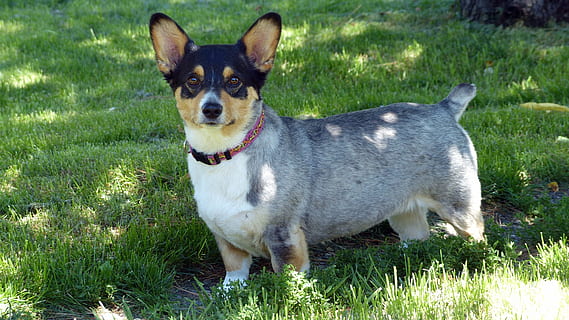 Corgi store summer haircut