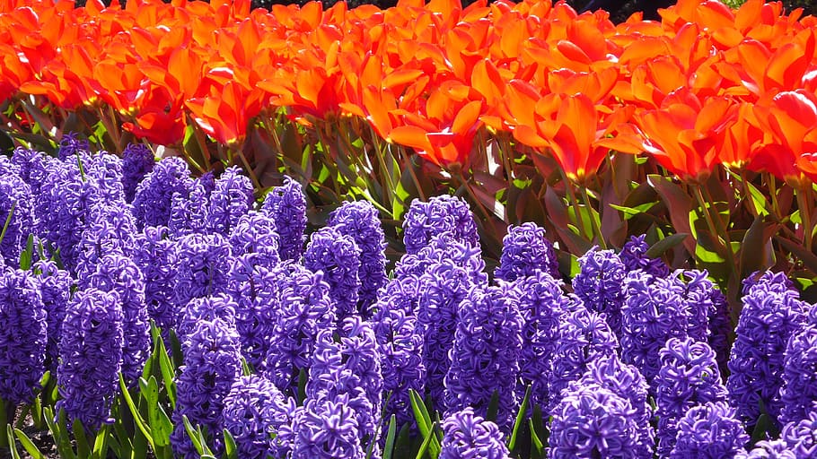 Hyacinth, Tulip, Keukenhof, Flower, blue, blossom, bloom, spring, HD wallpaper
