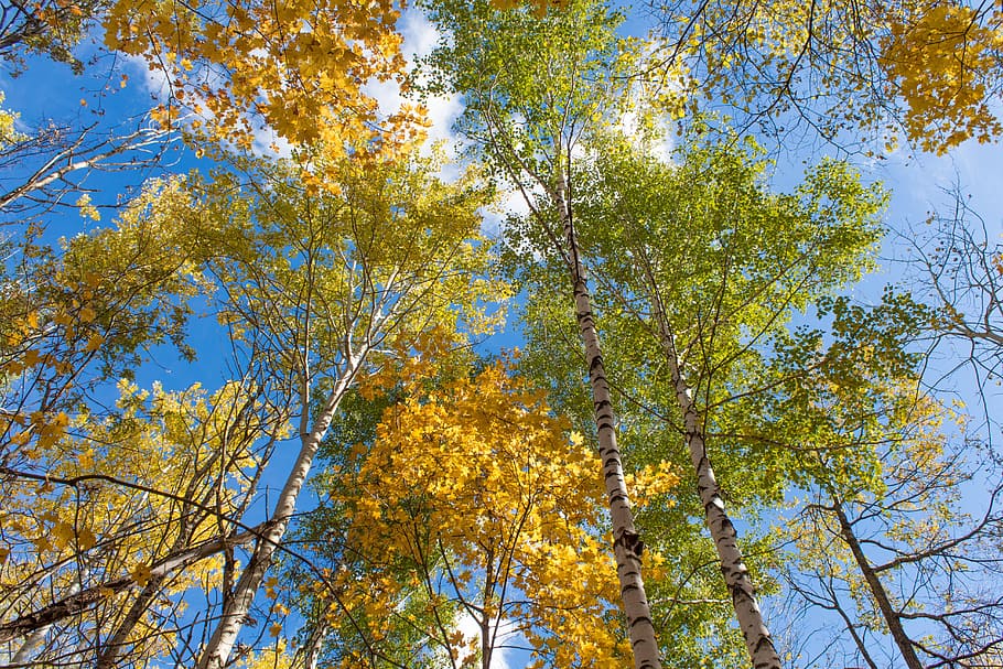 Autumn, Nature, Tree, Forest, autumn nature, autumn forest HD wallpaper