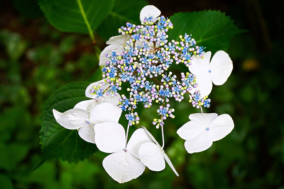 hydrangea, flower, summer, plant, garden, floral, white, green HD wallpaper