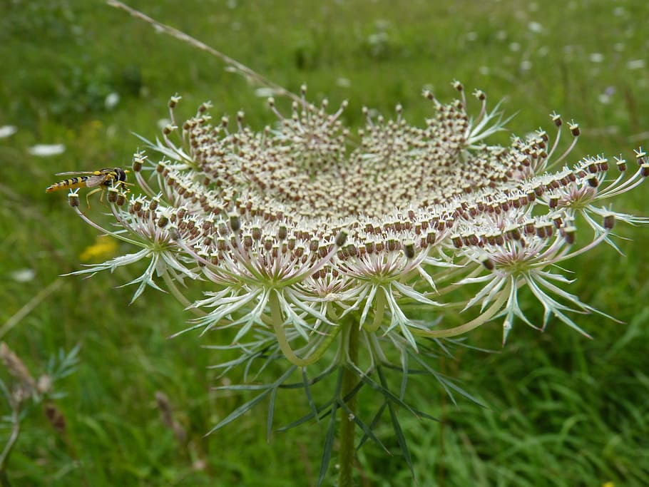 umbel, insect, nature, artwork, hoverfly, plant, close-up, growth HD wallpaper