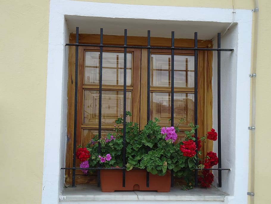 Window, Windows, Architecture, House, composition, flowers HD wallpaper