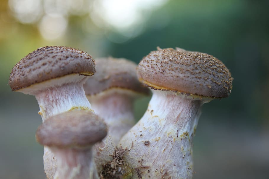 Boletus, Scale, Nature, mushroom, fungus, close-up, toadstool HD wallpaper