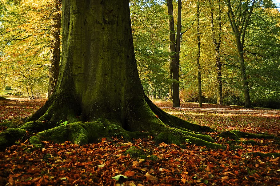 Tree, Leaves, Forest, Green, Tribes, old tree, tree trunk, nature HD wallpaper
