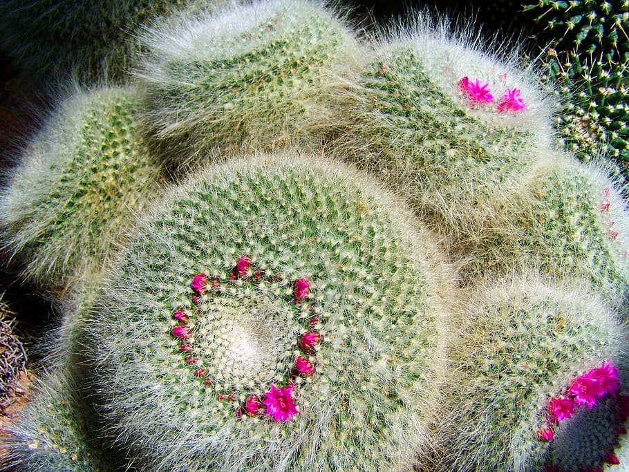 mexican cactus, botanical garden, pecs, flower, flowering plant