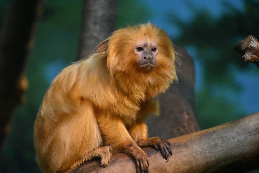brown monkey on tree stem, gold, zoo, primate, animal, mammal HD wallpaper