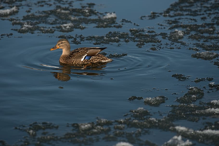 wild goose, river, blue, winter, snow, ice, water, animal themes HD wallpaper