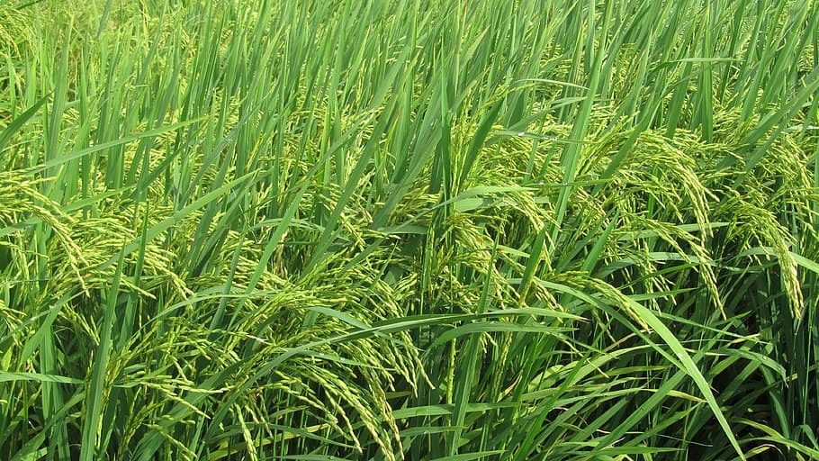 event, nevo, angiang 4, growth, plant, green color, field, agriculture HD wallpaper