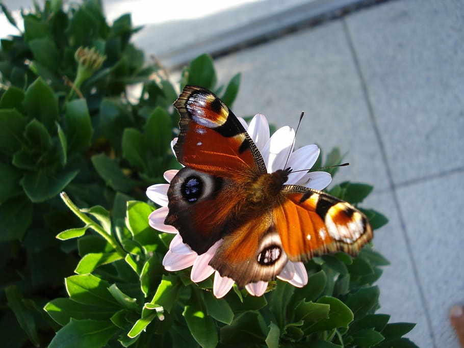 peacock, butterfly, insect, butterfly - Insect, nature, animal HD wallpaper