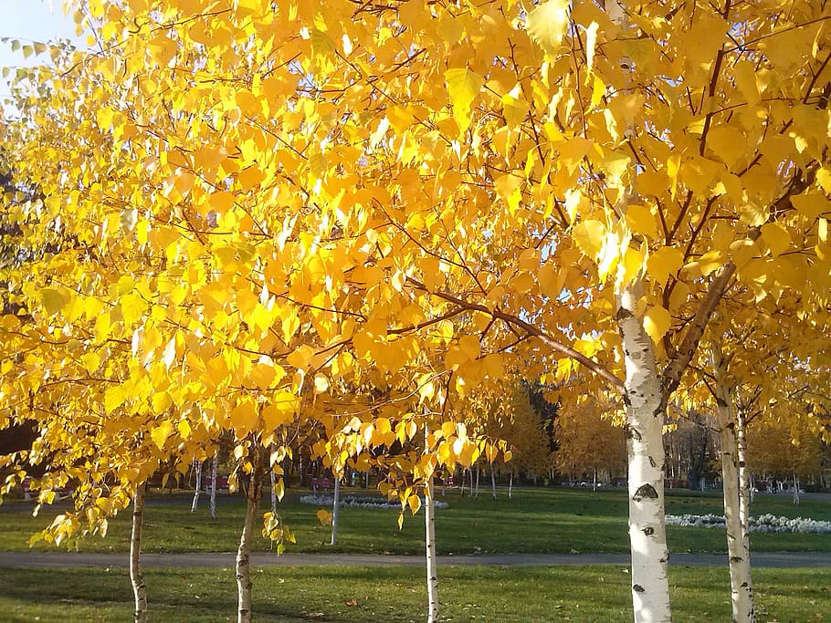 Nature, Autumn, Tree, Yellow, november, colorful, leaf, seasonal HD wallpaper