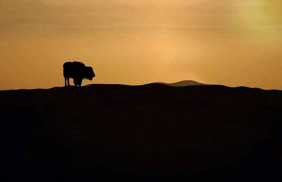 bison, sunset, wilderness, prairie, silhouette, nature, animal HD wallpaper
