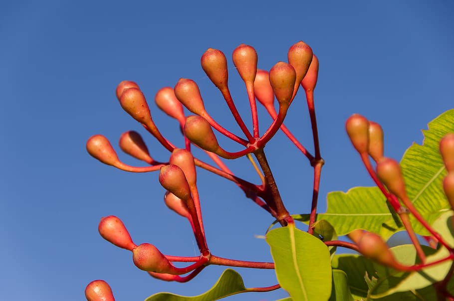 HD wallpaper: eucalyptus flower buds, blossom, australian, pink, tree ...