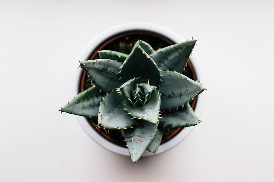 green cactus on brown pot, photo of green aloe vera plant, white, HD wallpaper