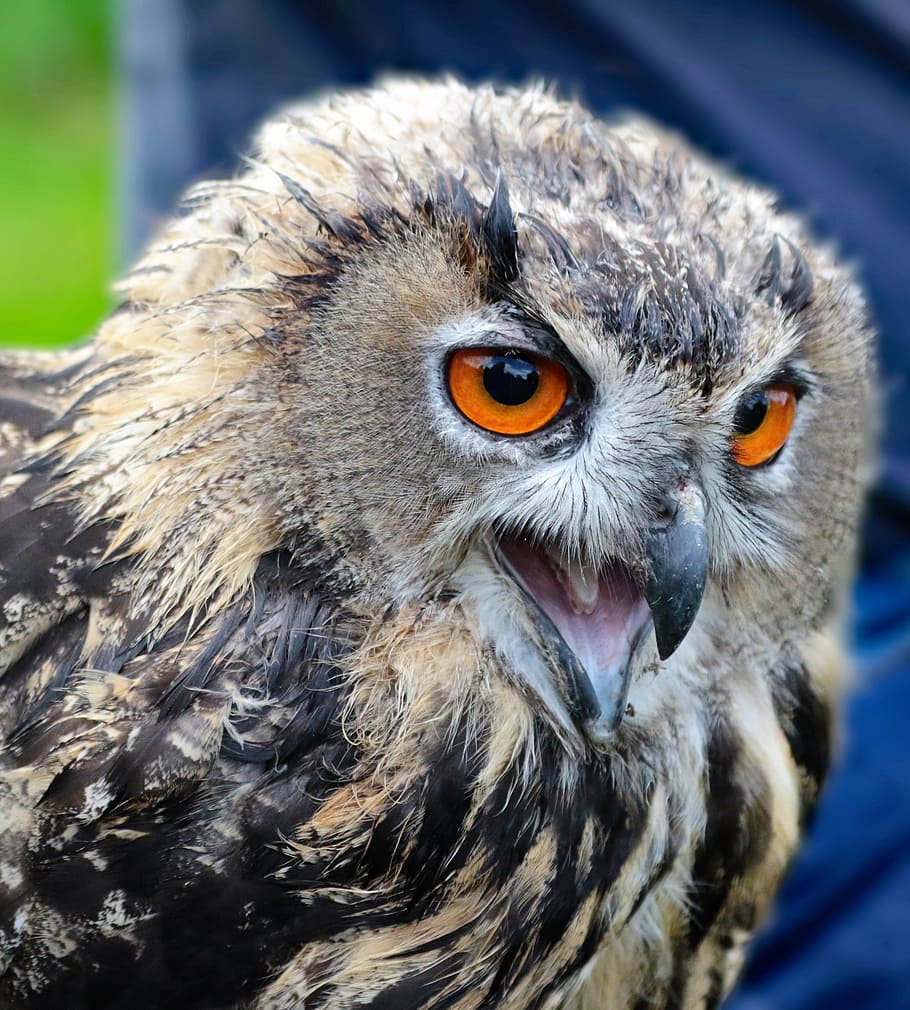 eagle owl, bird, animal, wildlife, nature, predator, eagle-owl HD wallpaper