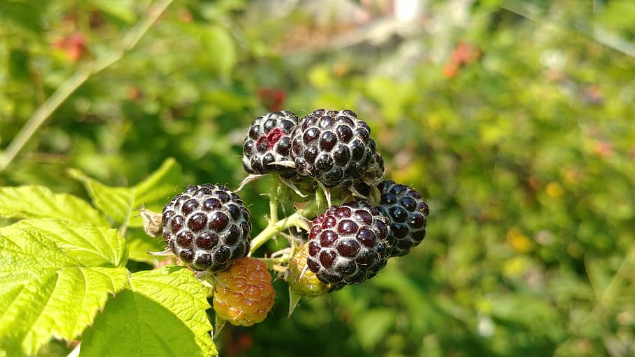 wild, raspberry, natural, nature, black, green, ripe, unripe HD wallpaper