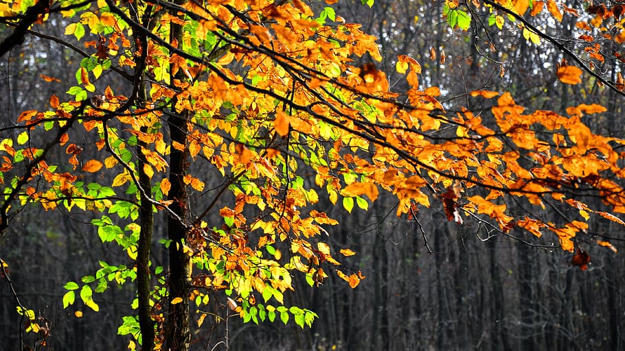 Forest, Light, Mud, tree, autumn, leaf, nature, branch, plant HD wallpaper