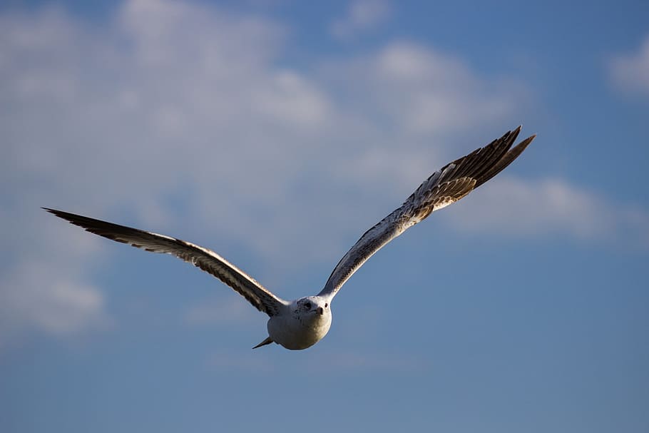 white gull in mid-flight, Seagull, Bird, Flying, Sky, clouds HD wallpaper
