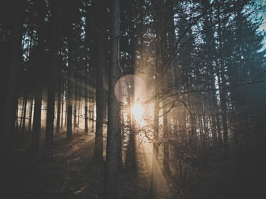 golden hour photography of trees, forest, nature, sun, woods HD wallpaper
