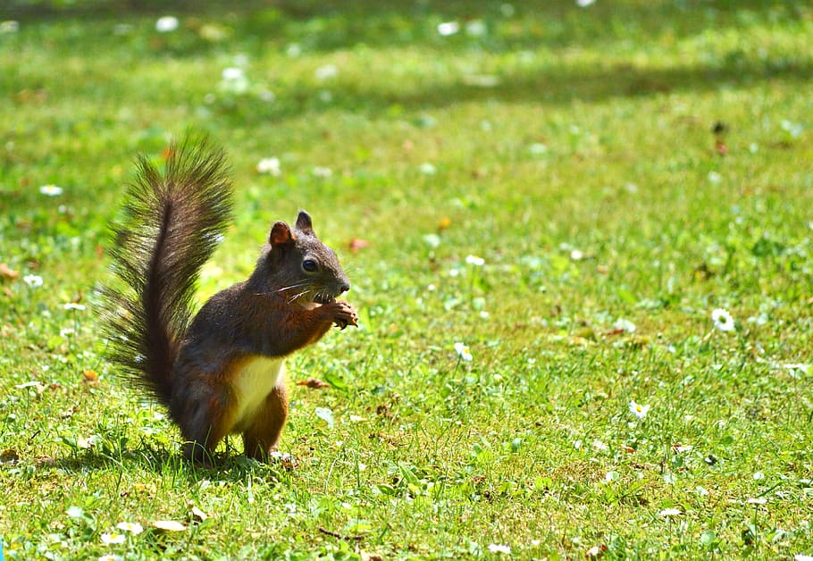 squirrel, nager, rodent, cute, nature, cheeky, animal, garden HD wallpaper
