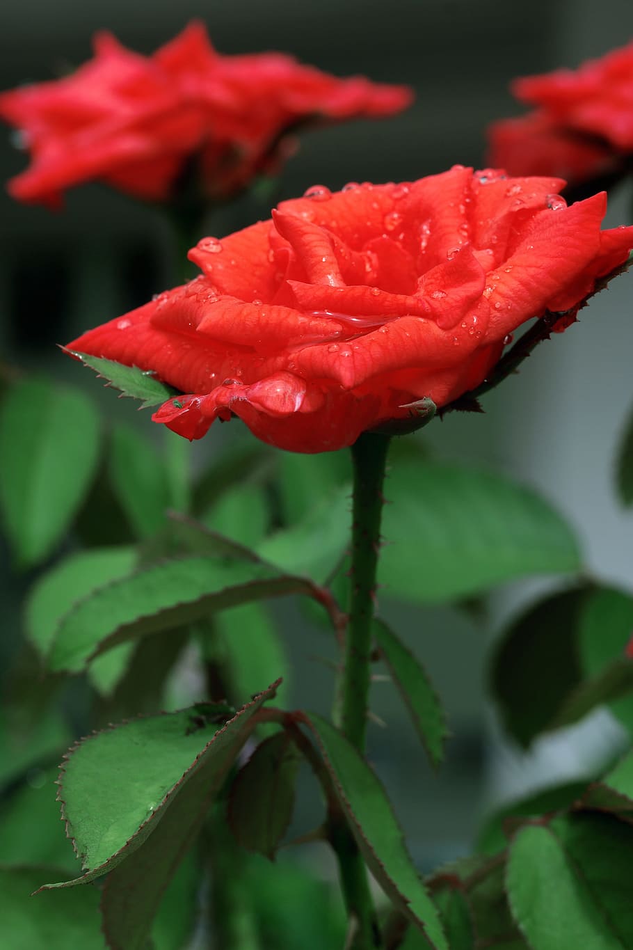 Flower, Nature, Spring, red, red flower, flowers, beautiful HD wallpaper