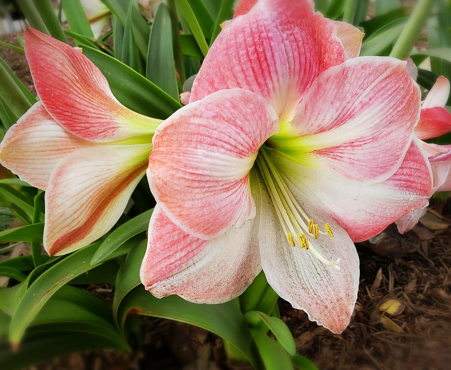 Lilly blooms. Lily Bloom. Лилия милая. Lily Blom.