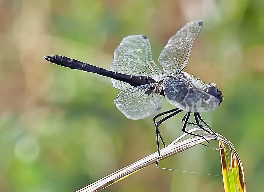 black dragonfly perched on green and gray leaf close-up photography HD wallpaper
