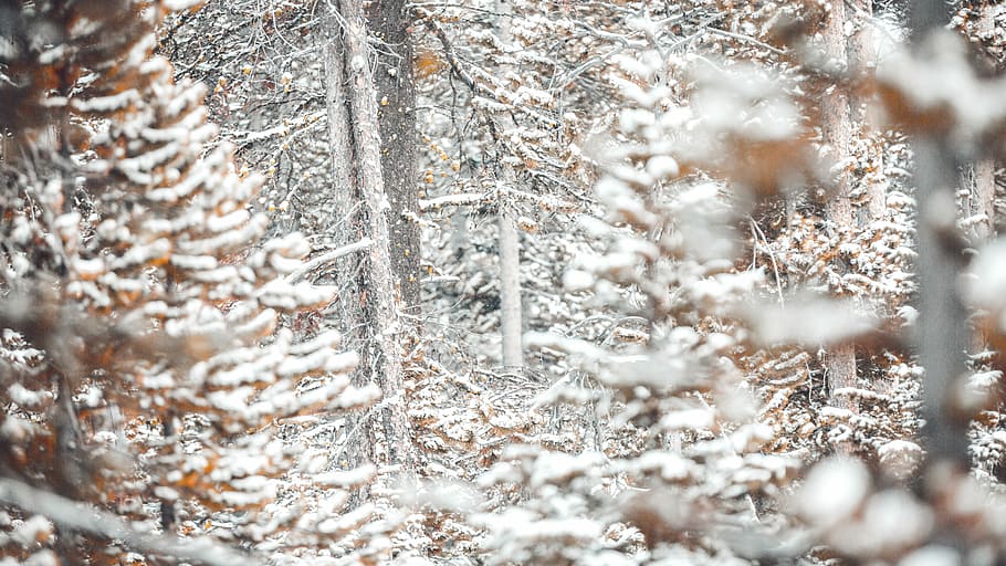 selective focus photography of snow-covered trees at daytime, snow covered trees at daytime HD wallpaper