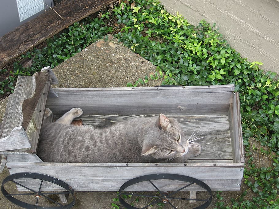 cat, gray, wagon, garden, sleeping, lying, relaxing, animal HD wallpaper