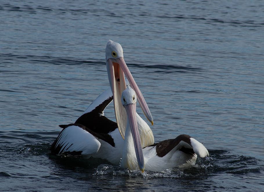 Pelican, Couple, Pair, Animal, happy, water, water bird, pelecanidae, HD wallpaper