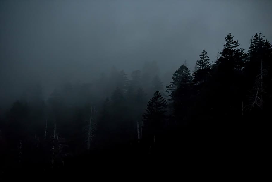 landscape photography of trees, dark, forest, plants, fog, nature