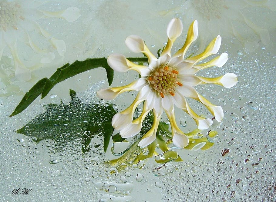 white and yellow daisy flower in closeup photography, osteospermum, HD wallpaper