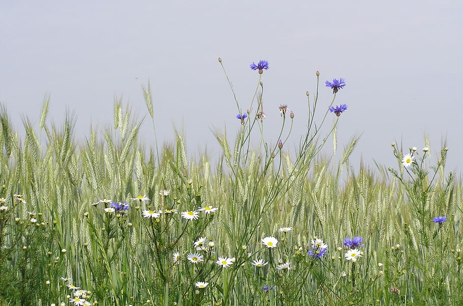 Meadow, Flowers, Corn, Summer, cornflower, chamomile, ears HD wallpaper