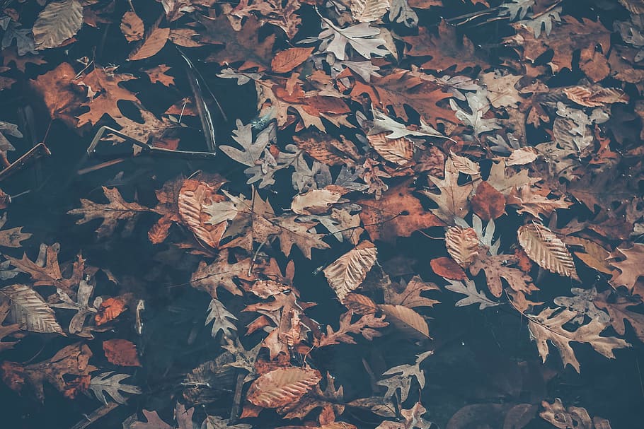 leaf, desktop, group, nature, plant part, autumn, change, leaves HD wallpaper