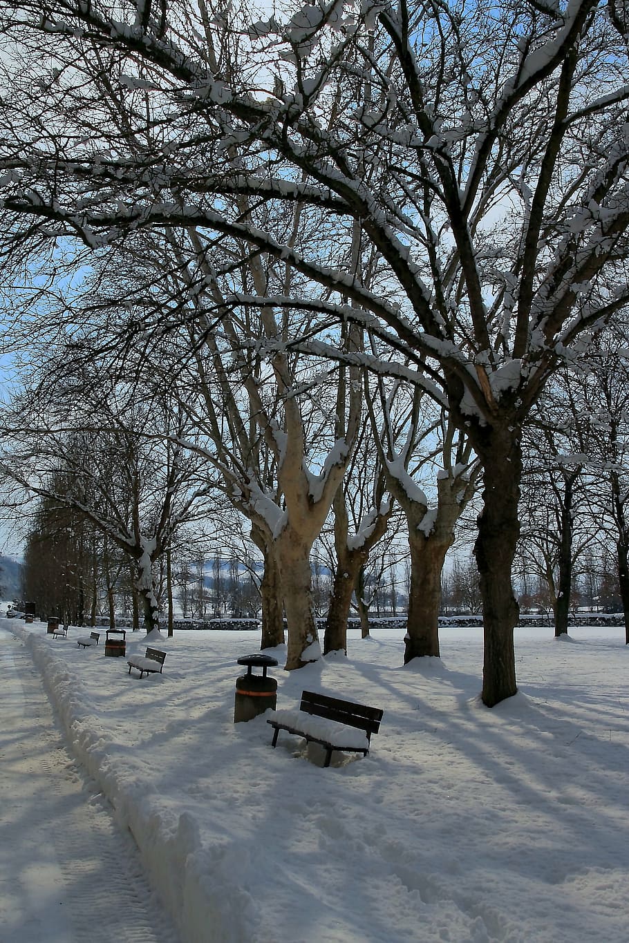 snow, winter, nature, cold temperature, tree, bare tree, plant HD wallpaper
