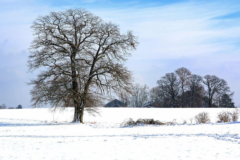 winter, snow, tree, single, silhouette, nature, sky, landscape HD wallpaper