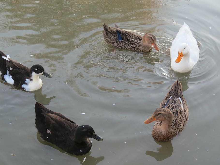 duck, animals, pond, vertebrate, animal wildlife, bird, animal themes HD wallpaper
