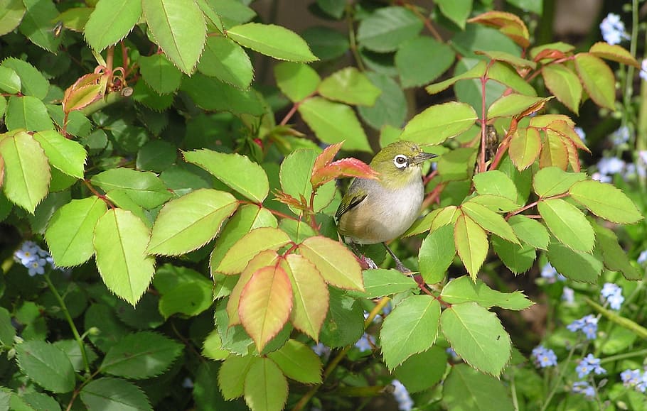 close-up photography of white-eyed vireo perching on branch HD wallpaper