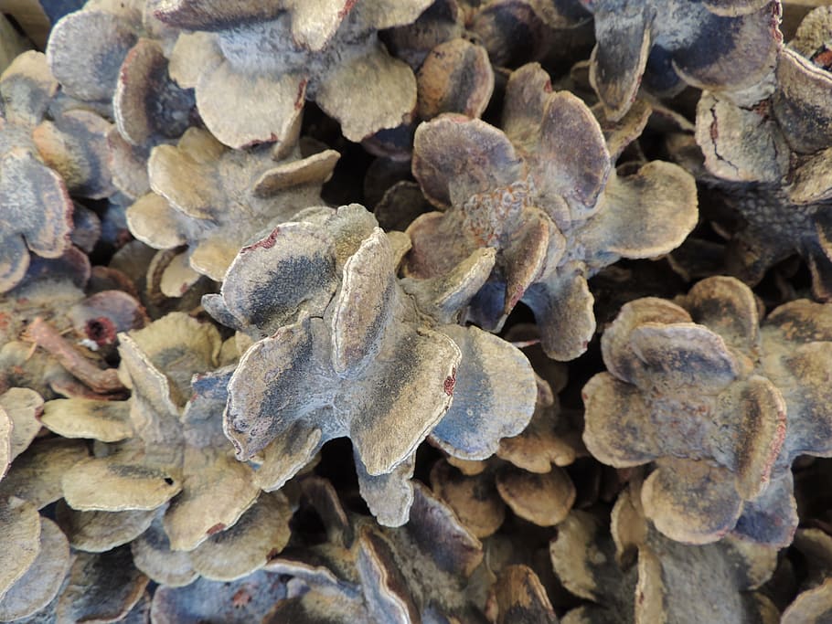 Texture, Dried, Seeds, Decoration, nature, brown, close-up HD wallpaper