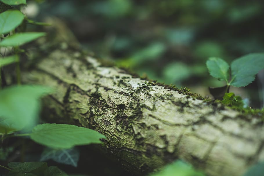 focus photography of tree bark, closeup photography of green leaf plant HD wallpaper