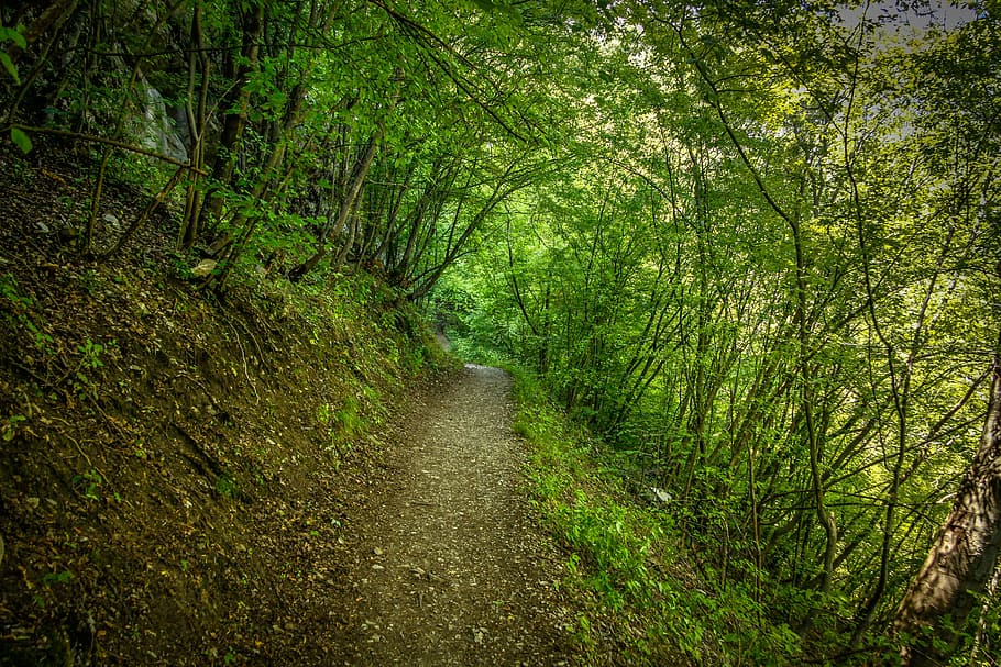 Nature, Forest, Path, Green, Mountain, natural, landscape, outdoor HD wallpaper