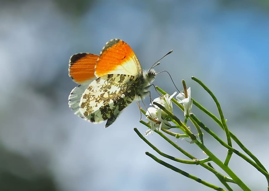 butterfly pollinating flower, insect, nature, live, animal wildlife HD wallpaper