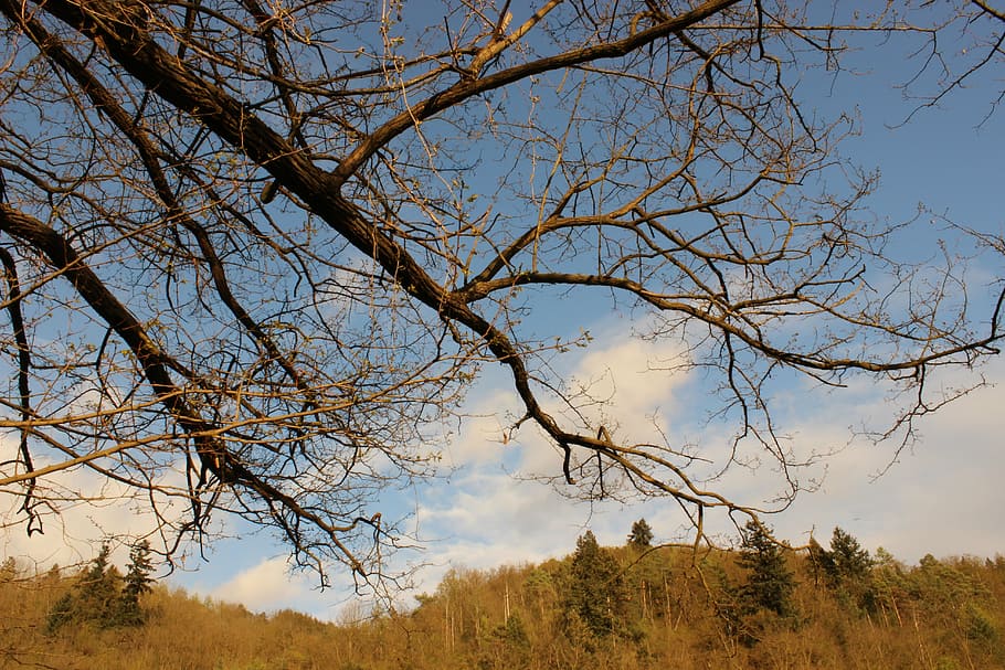 nature, sky, forest, clouds, landscape, tree, aesthetic, plant HD wallpaper