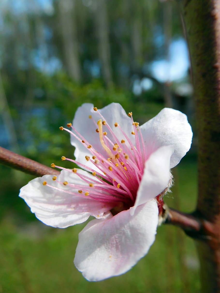 Flower, Pink, Spring, Blossom, nature, plant, petal, beauty In Nature HD wallpaper