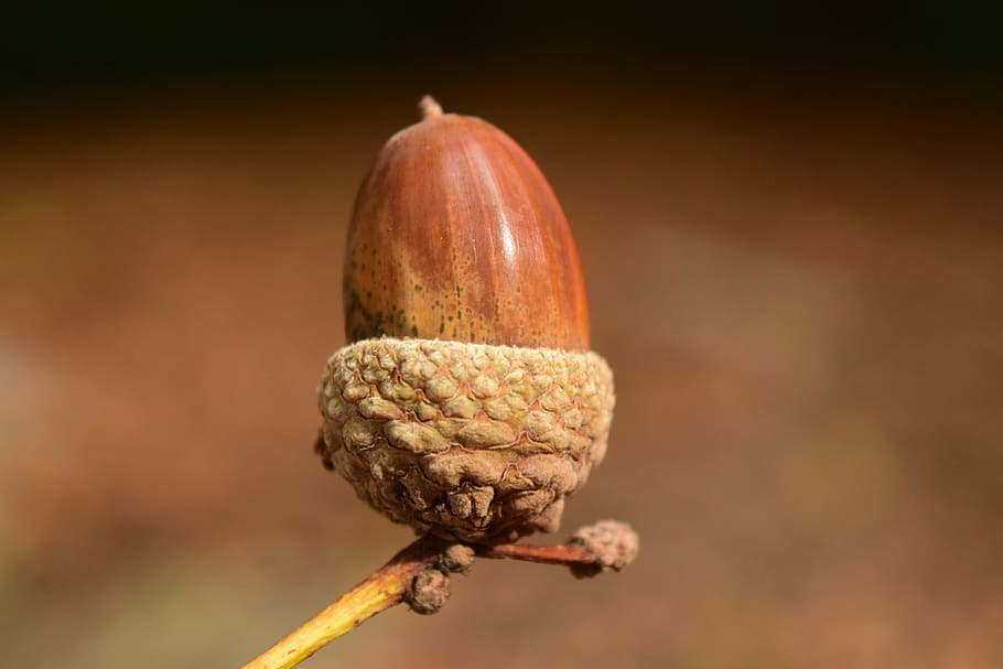 shallow focus lens photo of acorn, close, background, beautiful HD wallpaper