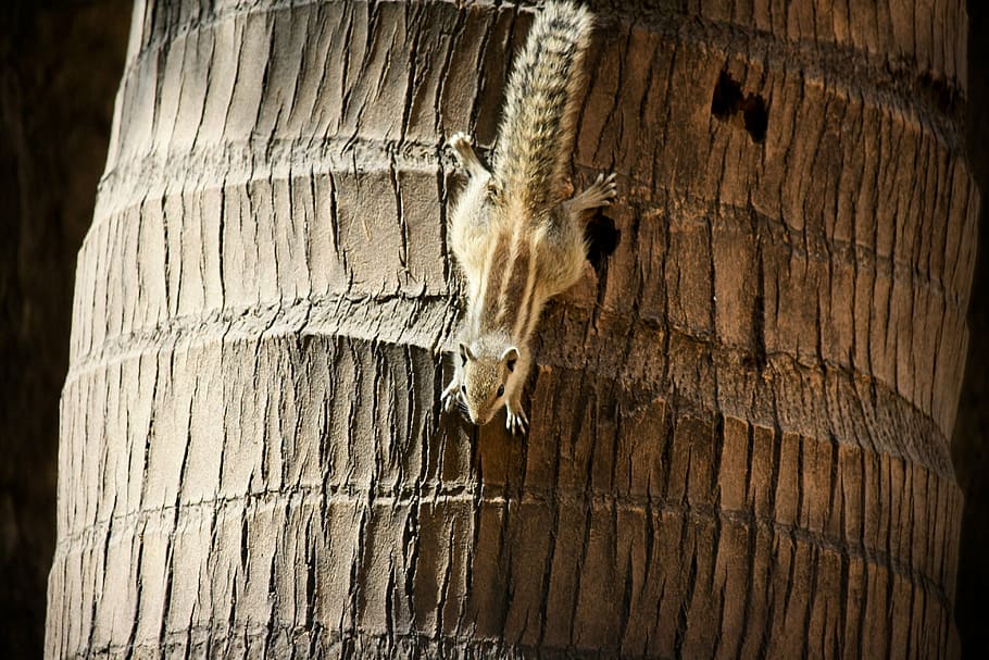 squirrel, palm tree, climbing, upside-down, rodent, cute, wood - Material HD wallpaper